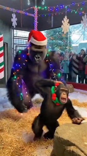 Gorilla vs. Chimp: Christmas Cage Match! (Santa Hat Knockout 🥊)