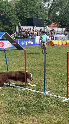 Team Boston wins AKC Agility Team Challenge — Typo the Border Collie