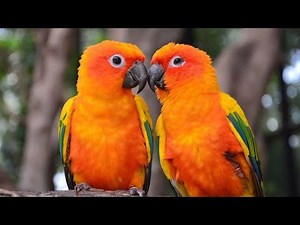 The Soothing Sounds of Sun Conure Birds