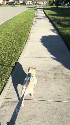 Penny says “start the week off with a positive attitude, don’t forget to stop and pee on everything!