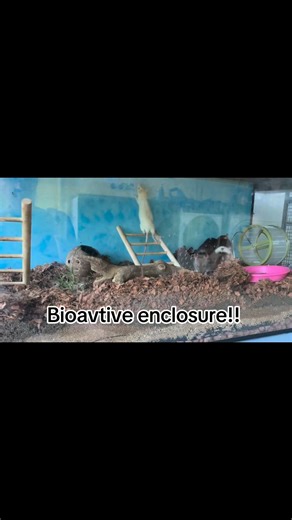 🌿🐀 Bioactive Rat Tank Update! 🐀🌿 We’ve officially upgraded our rat enclosure with a semi-bioactive dig zone—and the girls are LOVING it! 💚 This setup uses a 1.2m x 40cm glass tank as the bottom half of their habitat, filled with deep natural substrate, leaf litter, tunnels, and live plants. It’s designed to encourage natural behaviours like digging, shredding, foraging, and exploring—while still keeping things clean and safe. 🪵 What’s inside? • Deep soil mix with coco fibre, bark, and drie