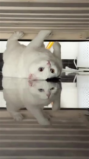 Explore the Weird World of Cats