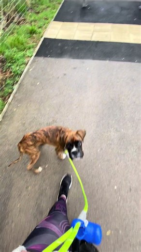 Boxer Dog's Adorable Puppy Throwback