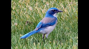 Learning Colors for Kids and Toddlers - Kidslearningvideo