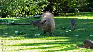 The capybara, Hydrochoerus hydrochaeris is the largest extant rodent in the world. Its closest relatives are agouti, chinchillas, coyphillas, and guinea pigs. Native to South America.
