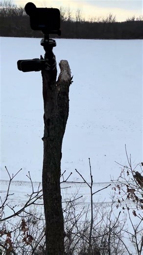 What do you think of this tree stand setup? #LongshotTVHunting #Whitetail #DeerSeason #Hunting