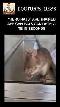 “Hero-Rats” can detect TB | #science #animals #rat #medical #tb