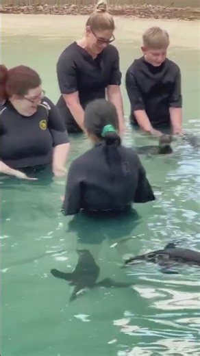 Swim With Penguins in the US!