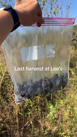 Last Blackberry Harvest at Lee's Property