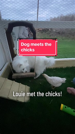 Our dog and the chicks met for the first time! #dogandchicken #dogsoftiktok #nofear #chicksoftiktok #citychicks #backyardchickens