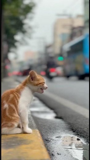 A Split-Second Rescue: Saving a Kitten From the Road