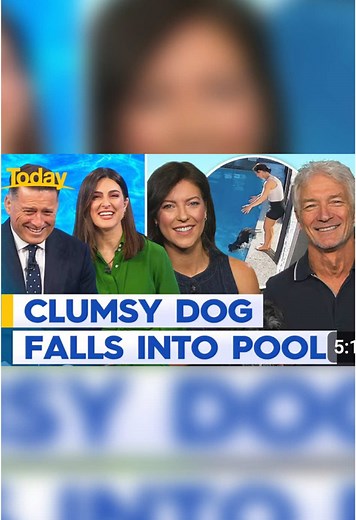 Miniature Schnauzer's Pool Adventure: A Dramatic Rescue