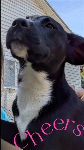 Cheers 💗🐾 6 month old Lab mix Available through Ruffloverescue.com Thomasville NC #labmix #puppylove #ruffloverescue | Ruff Love Rescue