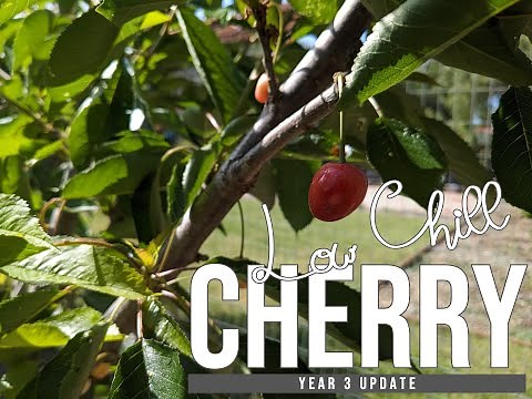 SoCal Low Chill Cherry Update - Year Three | Minnie Royal, Royal Lee, Royal Crimson