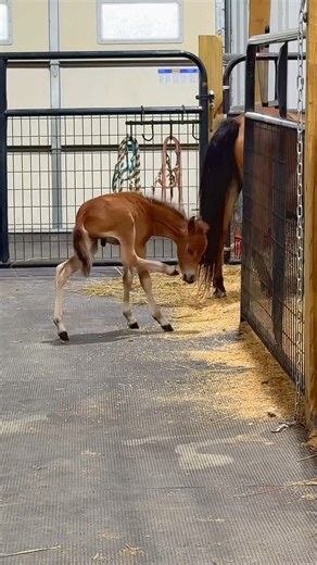 1.2M views · 65K reactions | A little romp around the barn before bed! | Katie Van Slyke | Facebook