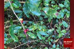 EPA Approves Fungicide to Fight Coffee Leaf Rust | Big Island Now