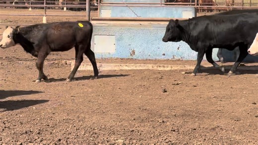 Real nice set of blk/blk baldy 5&6 wt hfr/str calves | Hollis Livestock Auction, LLC