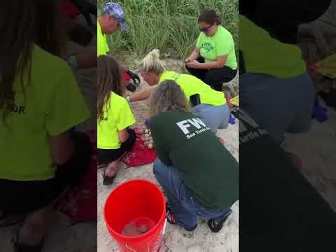 LIVE Loggerhead sea turtle nest excavation in the Florida Keys!
