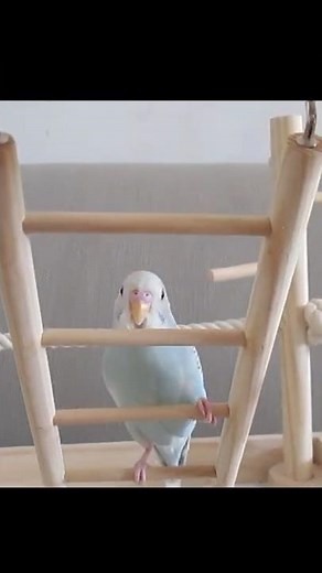 Bird climbing ladder 小鸟爬梯子 #shorts