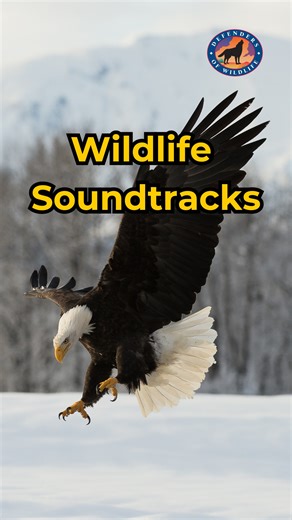 Ever wondered what wildlife would be listening to? We’d like to think that this is what they’re jamming to, let us know if you agree! | Defenders of Wildlife