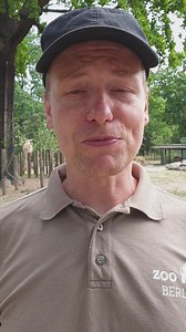 Wie schlafen Giraffen? Können Giraffen Halsschmerzen bekommen? Und wie funktioniert das eigentlich mit dem Blutkreislauf bei so einem langen Hals? Zum heutigen Welt-Giraffen-Tag hat unserer Kurator Dr. Tobias Rahde eure Fragen beantwortet. In der Facebook-Story gibt es noch mehr spannende Fakten. Klickt rein! #WeltGiraffenTag #WorldGiraffeDay | Zoo Berlin