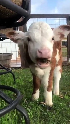 10 Amazing Pig Breeds to Consider for Your Farm