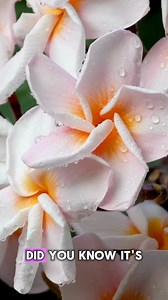 Learn how to grow frangipani from cuttings 🌿💛 It's easy, satisfying, and perfect for Aussie gardens. Step-by-step tips for success! #FrangipaniCuttings #HowToGarden #Frangipani #GardeningTips #GardenTok #PlantPropagation #AussieGardens #OldboysFlowers #GardenDIY #TropicalPlants #PlumeriaLovers #BackyardGardening #GardenLife #GrowWithMe #PlantCuttings #SpringGardening #GreenThumb #EasyGardening #PlantsOfTikTok #propagationstation #GardeningAustralia #GardenProjects #GrowYourOwn #homegarden n #P