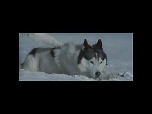 Eight Below 15 days scene