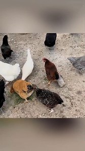 Why chicken heads stay fixed while the body moves