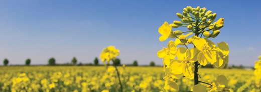 IBL Bulk Liquids - About Us - IBL