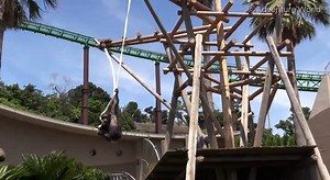 【食べて遊んでチンパンジー】 見晴らしのいいところでお食事した後は元気にロープをつかんでジャンプ！ | アドベンチャーワールド（Adventure world）