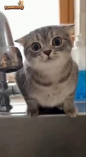 The Funniest Cat Jump Scares Ever! 😱🐱