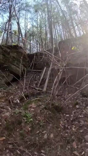 Exploring the Siren Head Forest: A Terrifying Encounter