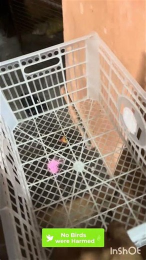 Waste Fruit Box to Make Chicken Hatching Easier 🥚🐔 | Simple Farm Idea