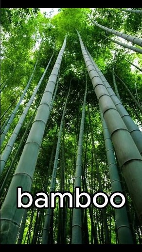 Why are pandas endangered ?