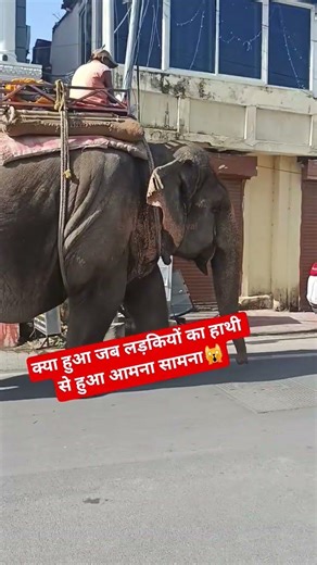 The elephant’s trunk is both powerful and gentle—nature’s amazing tool!