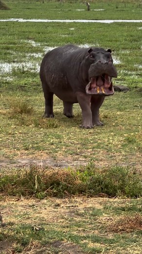 What is it saying 樂 Find out how they live and get to know everything about hippos in their natural habitat by booking our affordable Lake Naivasha adventure. #travel #adventure #explore #wonderful_places #wonderlust #tembeakenya #magicalkenya #travelkenya #explorekenya #kenyatravel #kenyaexperience #safari #kenyansafari #wildlife #safariadventure #wildlifesafari #safarilovers #africansafari #lakenaivasha | Peafowl Tours | Facebook