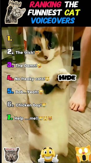 Ranking Funniest Cat Voiceovers That Deserve An Oscar for Comedy 😺📢