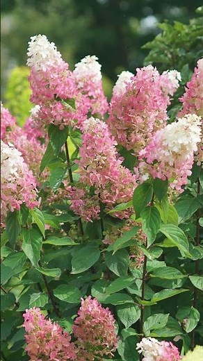 Plant Of The Day: Pinky Winky Prime® Panicle Hydrangea 35% Off (August 31, 2025) #garden