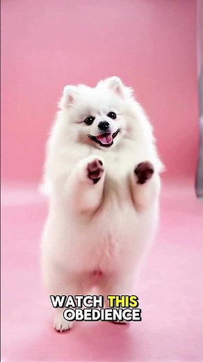 At-Home Puppy Obedience Guide for Beginners | Basic Training Tips