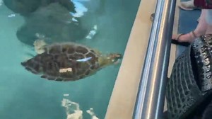 2K views · 123 reactions | The Navarre Beach Sea Turtle Conservation...