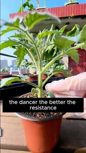 🍅How to Identify a Healthy Tomato Seedling | Grow Strong & Productive Plants!