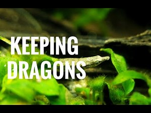 Keeping Freshwater Dragons | Unique fish for a Nano Aquarium | Indostomus Crocodilus