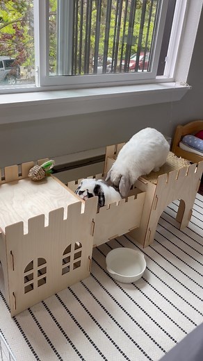 123K views · 2.2K reactions | Ellie: Are brothers usually oblivious, or is it just mine? #bunny #dayinmylife | BoBo Ellie Buns | Facebook