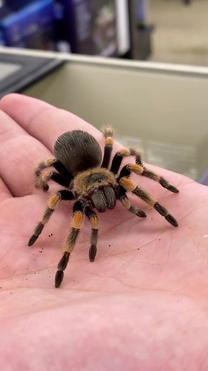 Mexican Red Knee Tarantulas are some of the most beginner friendly tarantulas on the market! They are generally docile and don’t mind being handled on occasion. 😊 #tarantula #petsoftiktok #petsuppliesplus #mexicanredknee #mexicanredkneetarantula #spidertok