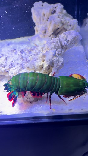 Mantis shrimp punching | Punch Aquatics