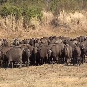 1.2M views · 8.1K reactions | Lion vs Buffalo | Radio Bunt | Facebook