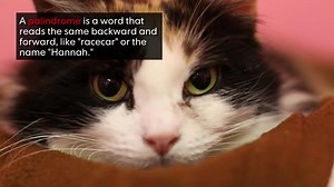 What is a palindrome? It's a man, a plan, a canal, Panama