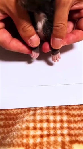 Adorable Cute Kittens Compilation