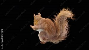 Squirrel, dance, 3d, rendering, animal, realistic, Animation, Loop, dance, composition, 3d mapping ,cartoon , (with Alpha Channel), 4K